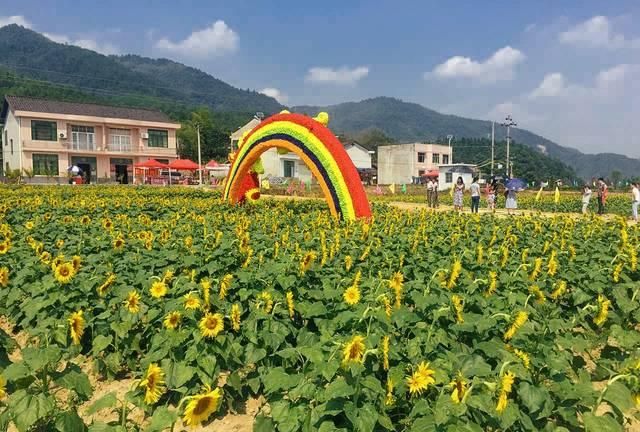 哪里可以看到一大片浪漫美丽的向日葵花海英文