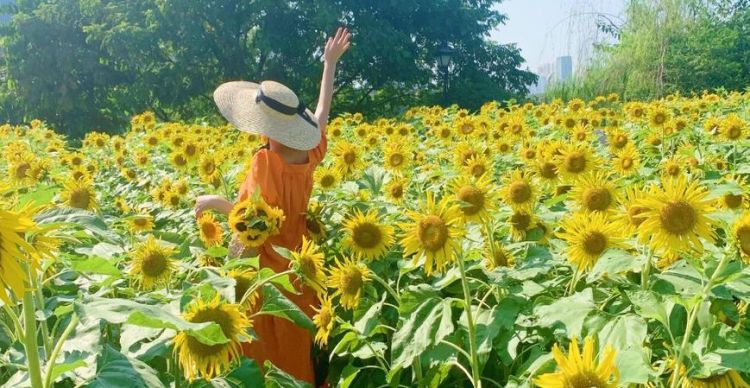 上海哪里有向日葵花海