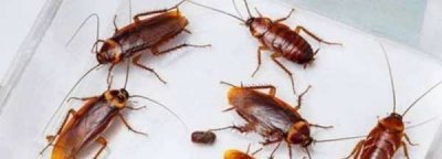 ​蚊香对蟑螂有驱赶作用,蚊香可以杀死蟑螂吗