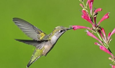 ​蜂鸟的特点分别是什么,蜂鸟的特征是什么