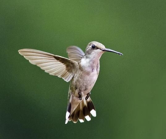 蜂鸟的特点是什么