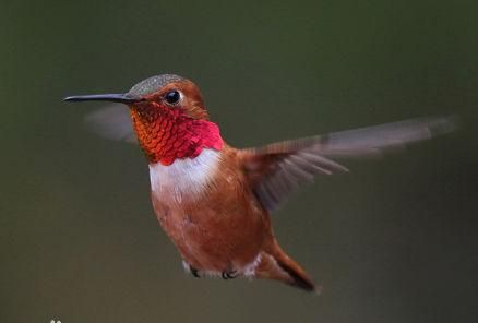 蜂鸟的三个特点是哪三个