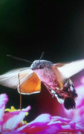 蜂鸟有哪些特点为什么他能够克鹰呢写一写