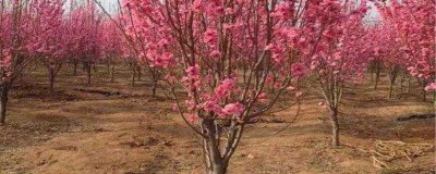 ​3公分红叶碧桃价格多少钱一棵(红叶碧桃5-6公分价格)