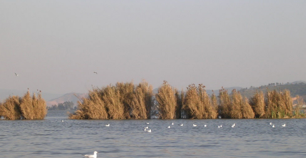 程海湖在云南哪里,螺旋藻主产地在什么地方图10