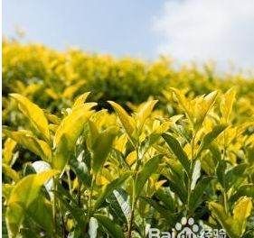 茶叶种类大全及图片,茶叶都有哪些品种图5