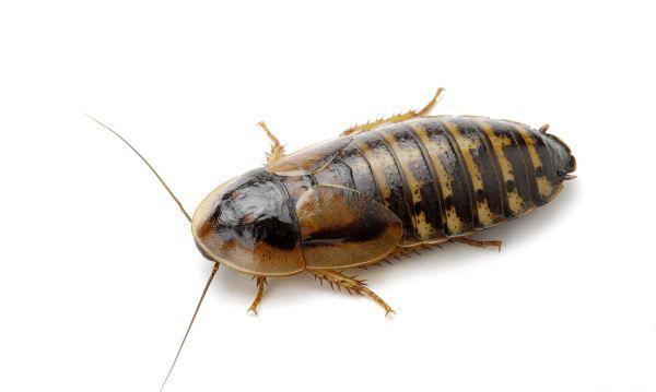 蟑螂能扔马桶里冲走嘛,蟑螂冲进马桶里还会回来吗图5