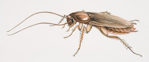 蟑螂能扔马桶里冲走嘛,蟑螂冲进马桶里还会回来吗图3