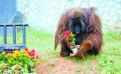 ​不怕打雷下大雨的动物，春雷唤醒了哪些植物和动物？