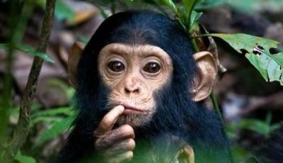 ​猴子的寿命，猴子的平均寿命和繁衍时间？