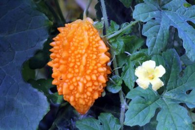 ​金铃子怎么样种（金铃子的种植方法）