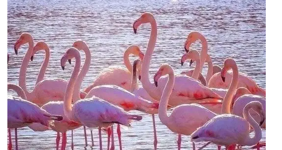 粉红色火烈鸟什么寓意,曼塔玫瑰的花语和寓意图2