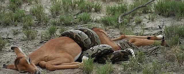 蟒蛇是胎生还是卵生，蟒蛇是胎生还是卵生？图7