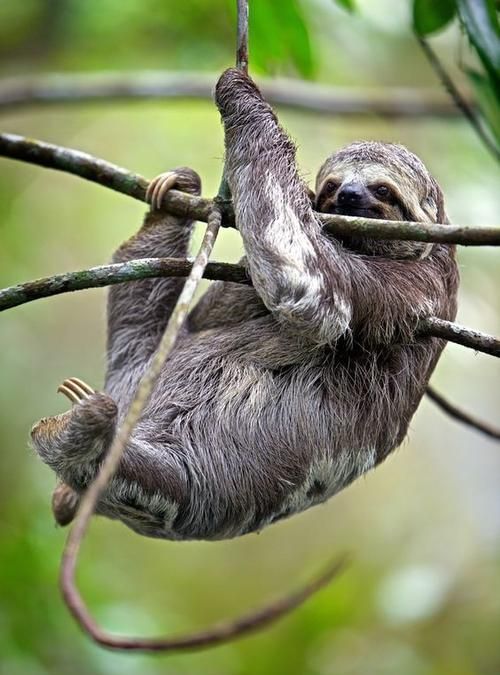 树懒在动物园里的生活习性