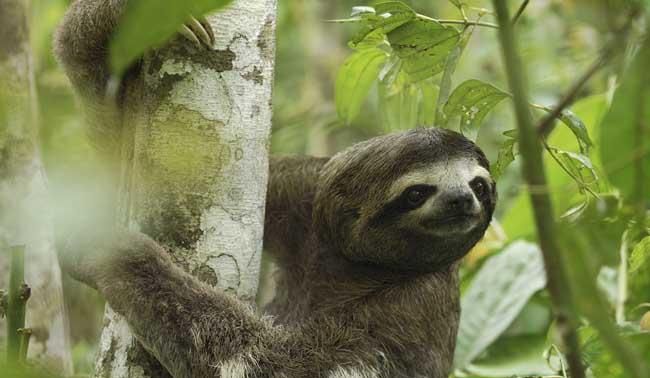 疯狂动物城的树懒属于什么性格