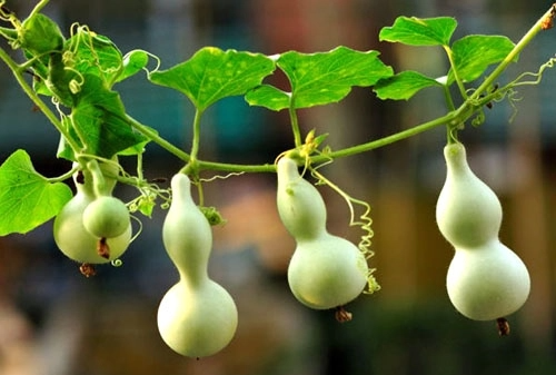 葫芦里卖的什么药意思,不知道葫芦里卖的什么药是什么意思图1