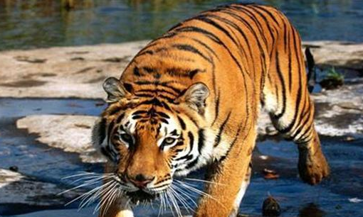 虎年是哪年出生,虎年是哪几年图2