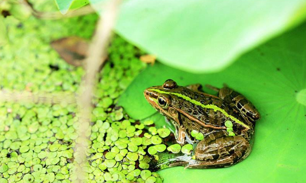 青蛙爱吃什么,青蛙吃什么食物图4