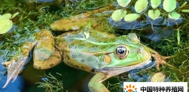 青蛙除了吃蚊虫外还吃些什么害虫