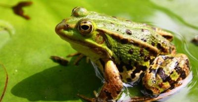 ​青蛙爱吃什么,青蛙吃什么食物