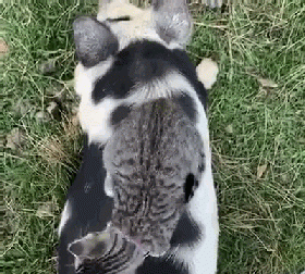 为什么有些人扮猪吃老虎