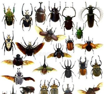 ​鞘翅目昆虫有哪些，鞘翅目昆虫有哪些蓝黑色？