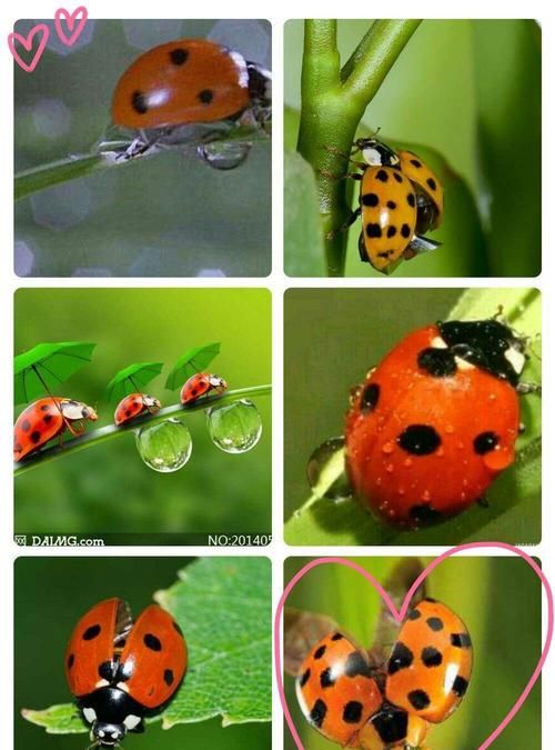 七星瓢虫的特点和习性