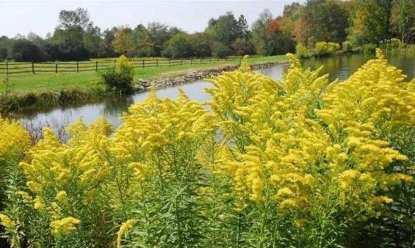 加拿大一枝黄花图片,多地严查加拿大一枝黄花图7