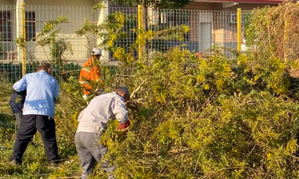 加拿大一枝黄花图片,多地严查加拿大一枝黄花图1