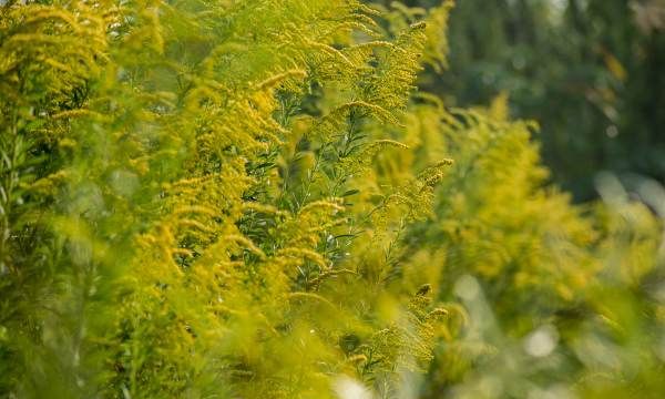 加拿大一枝黄花图片,多地严查加拿大一枝黄花图9