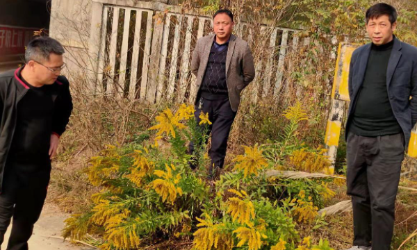 加拿大一枝黄花图片,多地严查加拿大一枝黄花图3