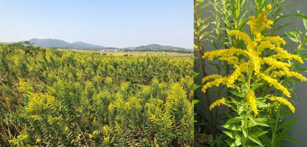 加拿大一枝黄花图片,多地严查加拿大一枝黄花图12