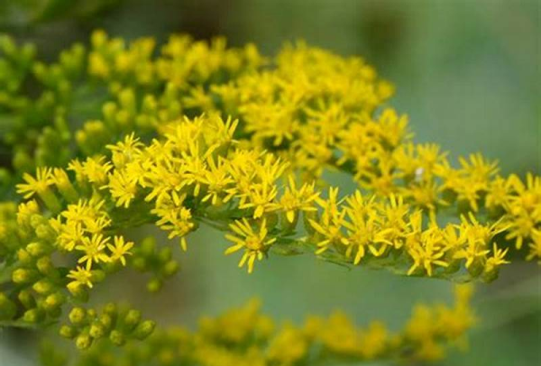 加拿大一枝黄花图片,多地严查加拿大一枝黄花图10