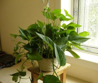 新买的柜子有味道是甲醛,柜子有味道是甲醛吗,如何去除图3