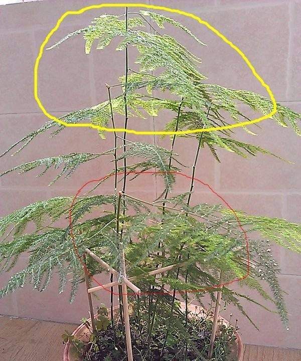 文竹怎么修剪好看视频教程,文竹的修剪方法和注意事项图3