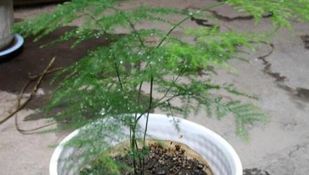 文竹怎么修剪好看视频教程,文竹的修剪方法和注意事项图1