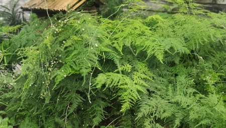 文竹怎么修剪好看视频教程,文竹的修剪方法和注意事项图2