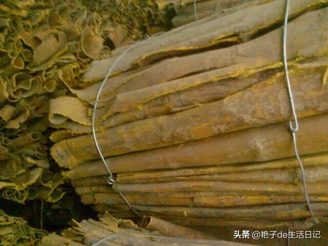 黄柏树不仅可以作为经济作物卖钱还可以药用,了解一下