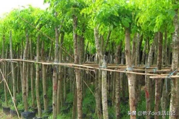 黄柏树不仅可以作为经济作物卖钱还可以药用,了解一下