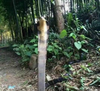 ​舟山眼镜蛇既中华眼镜蛇，体长2米能喷毒_将要毁灭