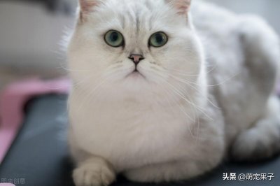 ​银点猫多少钱一只（金和银渐层两色猫哪个更好）