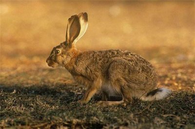 ​草兔：一种时常撞树的兔子（眼睛瞅没有清没有自愿撞树）