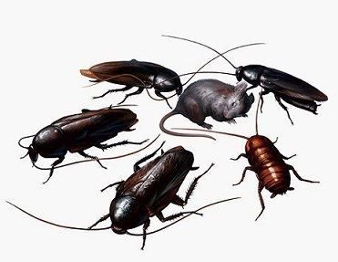 蟑螂怕花露水的气味,蟑螂怕不怕花露水的味道图1