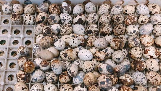 鹌鹑蛋放冰箱可以保存多长时间,鹌鹑蛋能放多久图2