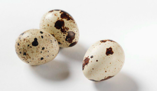 鹌鹑蛋放冰箱可以保存多长时间,鹌鹑蛋能放多久图4