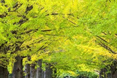 ​活的时间最短的树