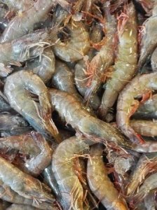 ​河虾属于海鲜,平时吃的虾属于海鲜吗