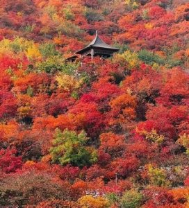 ​香山红叶几月份好看，香山红叶几月份摘叶？