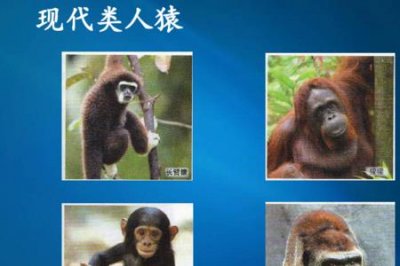 ​类人猿起源的演化过程