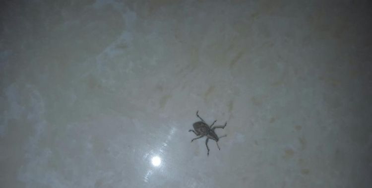 甘薯小象甲咬人有毒吗